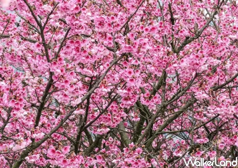 台北櫻花巷平菁街42巷、士林櫻花 / WalkerLand窩客島整理提供 未經許可不可轉載