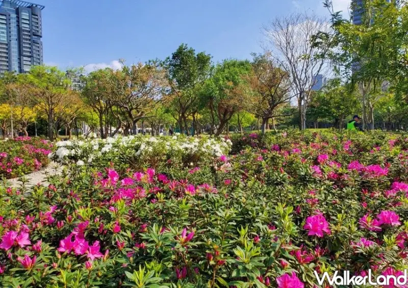 台北景點「大安森林公園杜鵑花、繡球花」 / WalkerLand窩客島整理提供 未經許可不可轉載