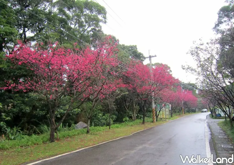 滬尾櫻花大道 / WalkerLand窩客島整理提供 未經許可不可轉載