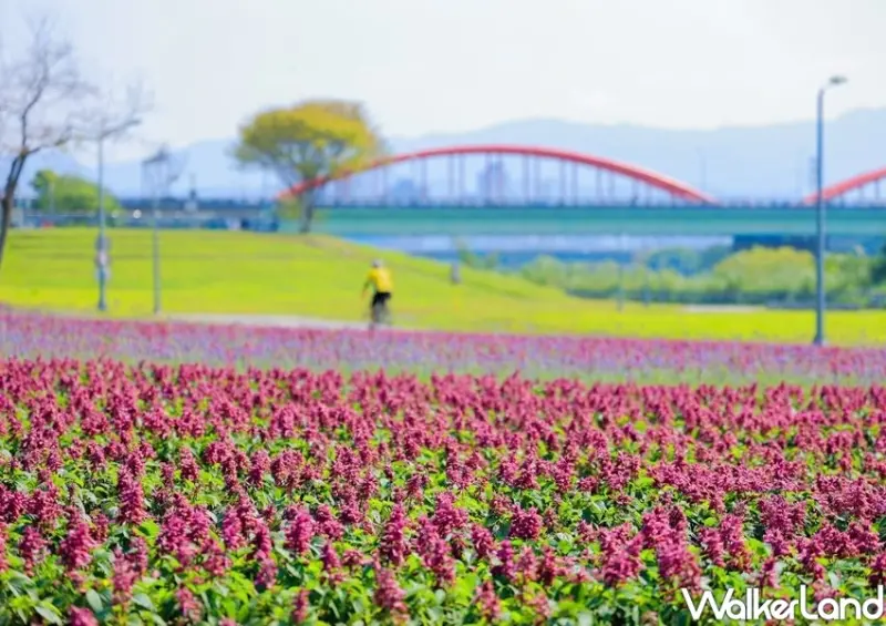 絕美漸層紫色花海「古亭河濱公園」 / WalkerLand窩客島整理提供 未經許可不可轉載