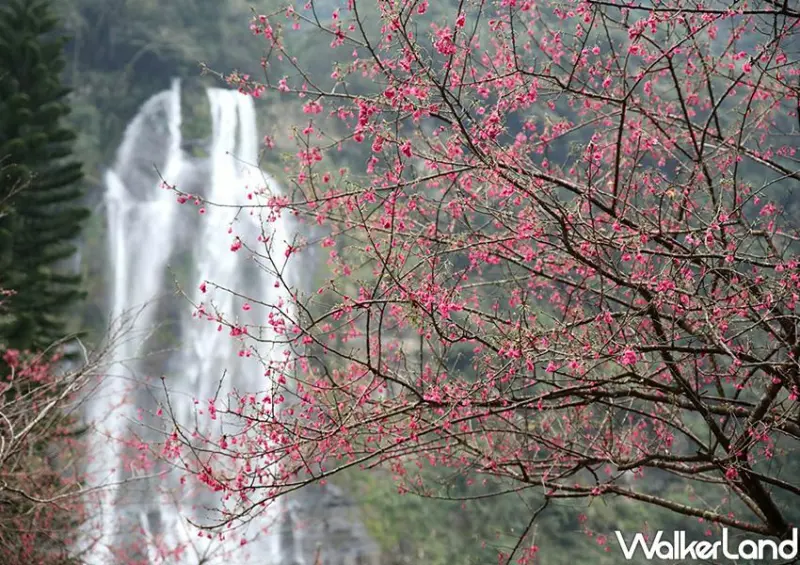 台北賞櫻景點「烏來瀑布公園、勇士廣場」 / WalkerLand窩客島整理提供 未經許可不可轉載