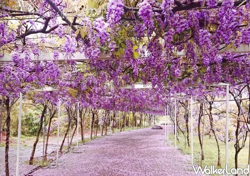 淡水紫藤咖啡園 / WalkerLand窩客島整理提供 未經許可不可轉載