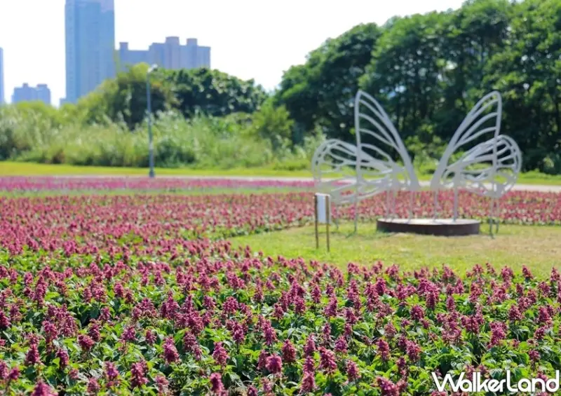 絕美漸層紫色花海「古亭河濱公園」 / WalkerLand窩客島整理提供 未經許可不可轉載