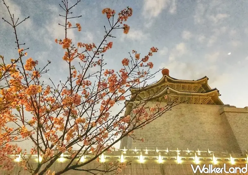 2021中正紀念堂 櫻花、梅花 / WalkerLand窩客島整理提供 未經許可不可轉載