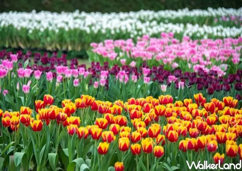 2021士林官邸鬱金香展 / WalkerLand窩客島整理提供 未經許可不可轉載