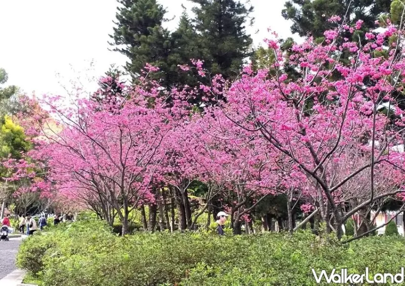 2021中正紀念堂 櫻花、梅花 / WalkerLand窩客島整理提供 未經許可不可轉載