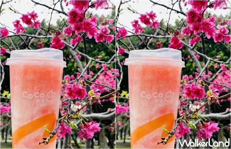 CoCo 櫻花粉荔 / WalkerLand窩客島整理提供 未經許可，不得轉載