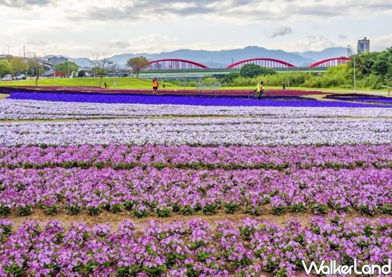 絕美漸層紫色花海「古亭河濱公園」 / WalkerLand窩客島整理提供 未經許可不可轉載