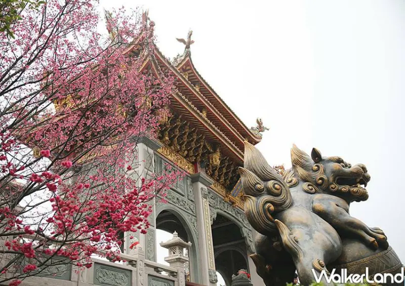 台北賞櫻景點「林口竹林山觀音寺」 / WalkerLand窩客島整理提供 未經許可不可轉載