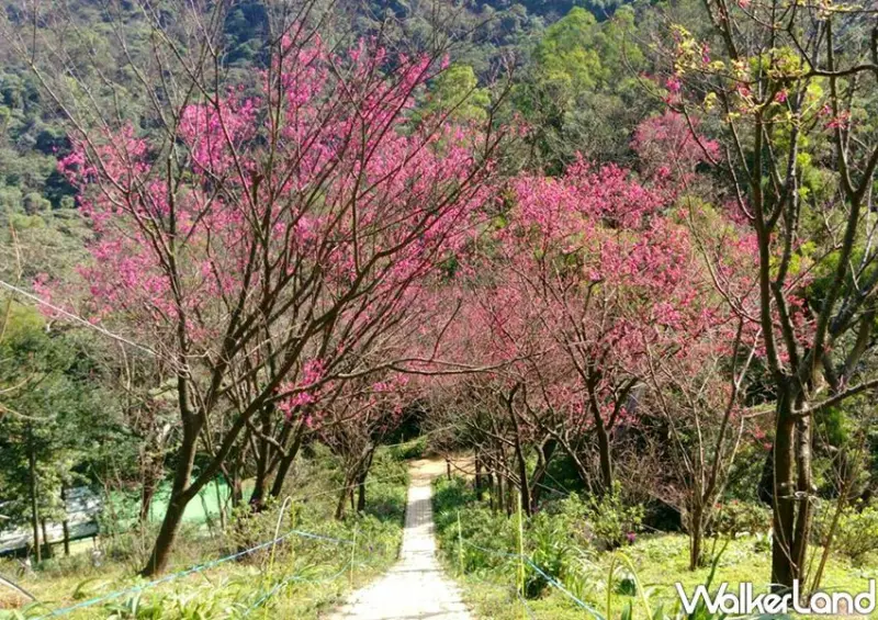 台北賞櫻景點「土城太極嶺」 / WalkerLand窩客島整理提供 未經許可不可轉載