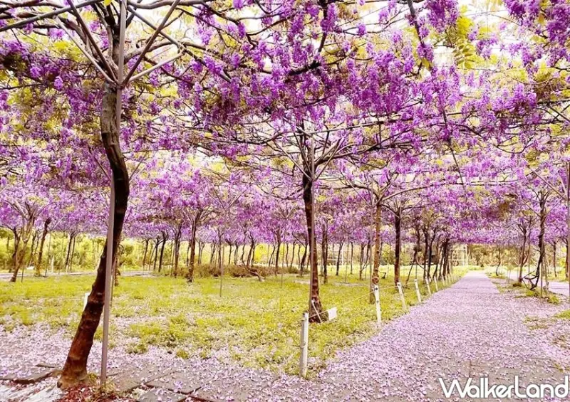 淡水紫藤咖啡園 / WalkerLand窩客島整理提供 未經許可不可轉載