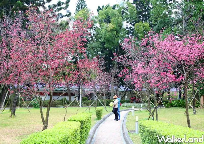 中正紀念堂櫻花 / WalkerLand窩客島整理提供 未經許可不可轉載