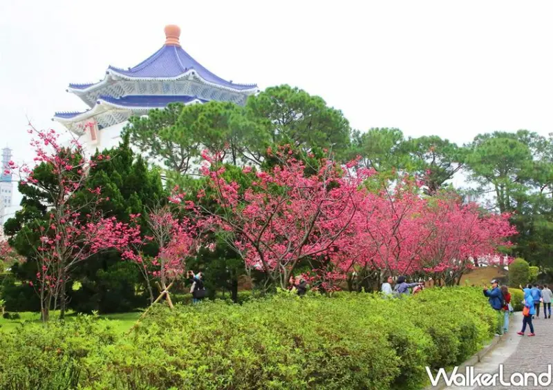 中正紀念堂櫻花 / WalkerLand窩客島整理提供 未經許可不可轉載
