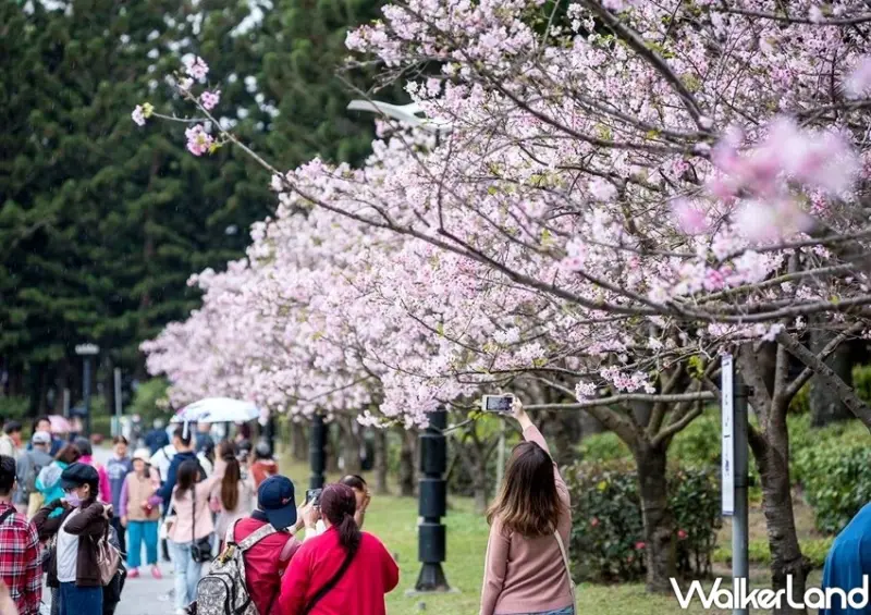 2024中正紀念堂櫻花季 / WalkerLand窩客島整理提供 未經許可不可轉載