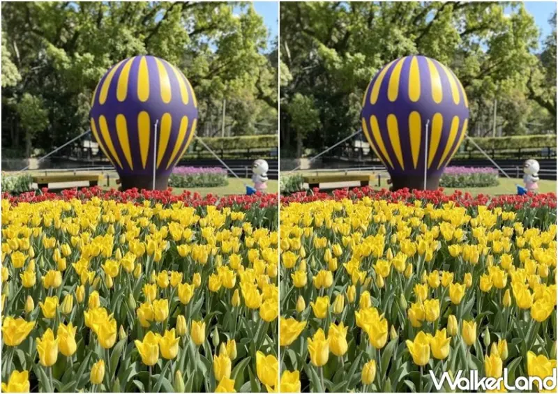 2021士林官邸鬱金香展 / WalkerLand窩客島整理提供 未經許可不可轉載