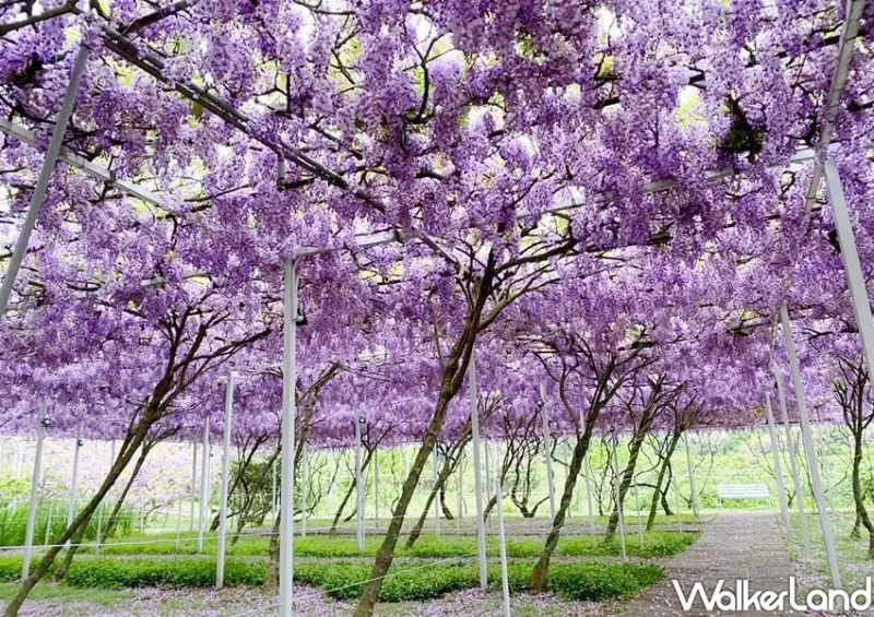 淡水紫藤咖啡園 / WalkerLand窩客島整理提供 未經許可不可轉載