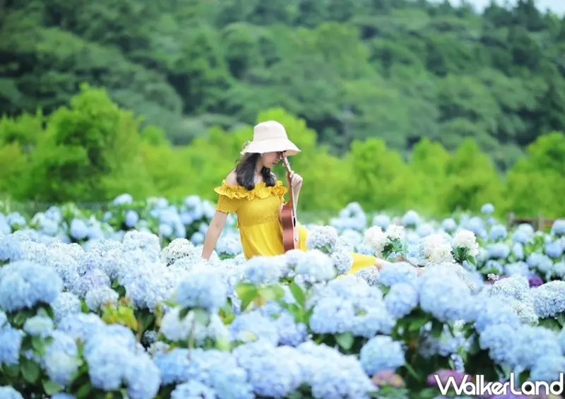陽明山竹子湖海芋、繡球花 / WalkerLand窩客島整理提供 未經許可不可轉載