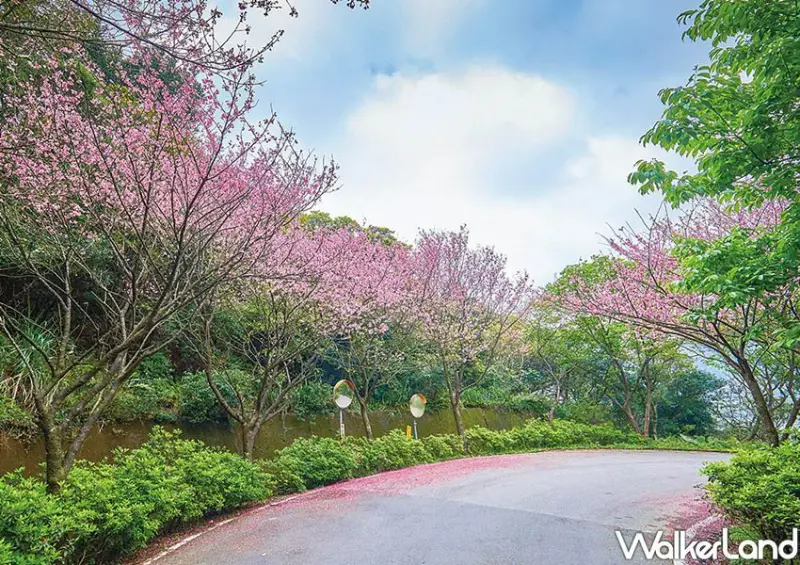 台北賞櫻景點「三芝大湖路、青山路櫻花」 / WalkerLand窩客島整理提供 未經許可不可轉載