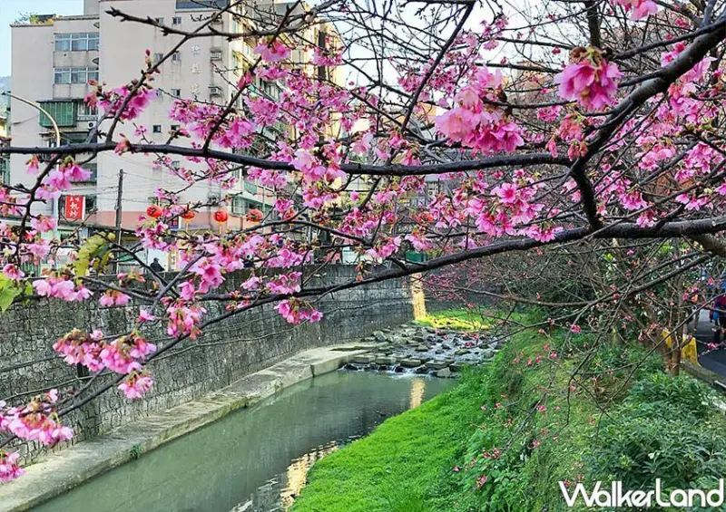 台北賞櫻景點「汐止康誥坑溪」 / WalkerLand窩客島整理提供 未經許可不可轉載