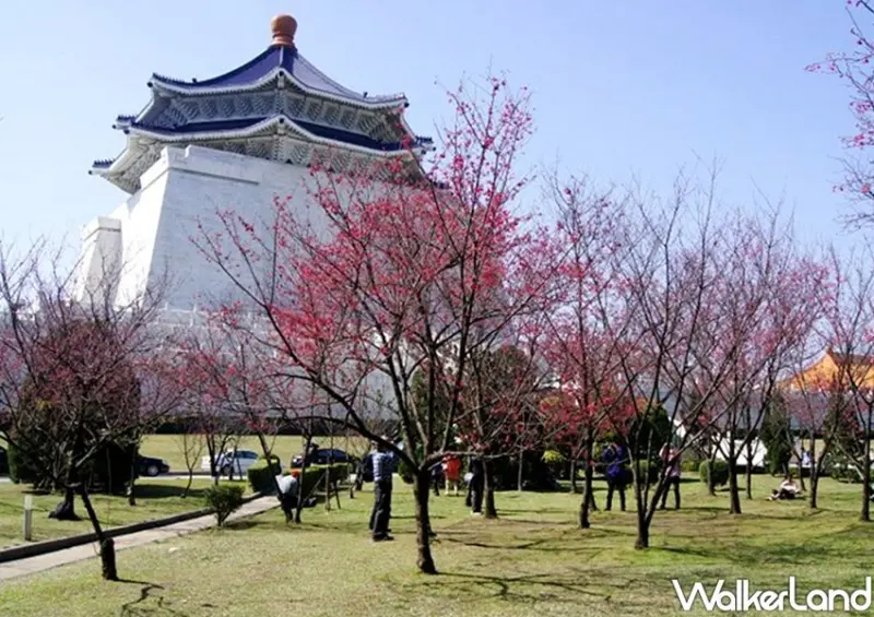 2021中正紀念堂 櫻花、梅花 / WalkerLand窩客島整理提供 未經許可不可轉載