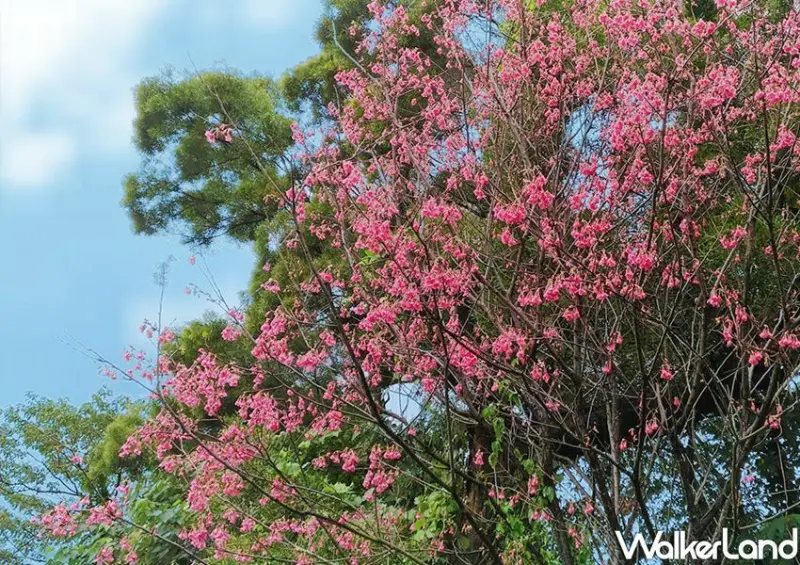 滬尾櫻花大道 / WalkerLand窩客島整理提供 未經許可不可轉載