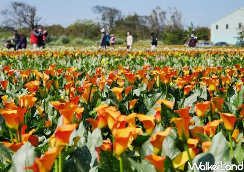 2021桃園彩色海芋季「海洋奇芋記」 / WalkerLand窩客島整理提供 未經許可不可轉載