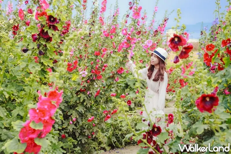 台南賞花攻略 / WalkerLand窩客島提供 未經許可，不得轉載