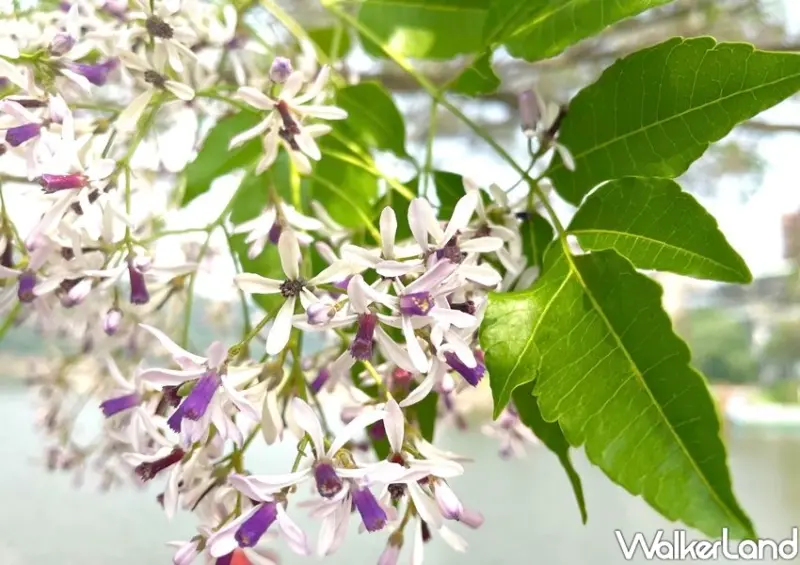 新北紫雪「苦楝花」 / WalkerLand窩客島整理提供 未經許可不可轉載