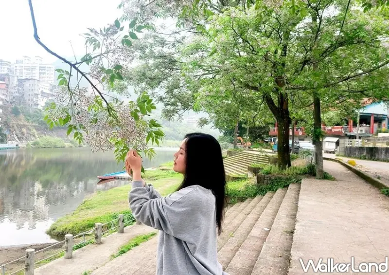 新北紫雪「苦楝花」 / WalkerLand窩客島整理提供 未經許可不可轉載