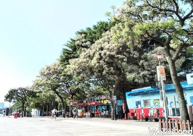 新北紫雪「苦楝花」 / WalkerLand窩客島整理提供 未經許可不可轉載