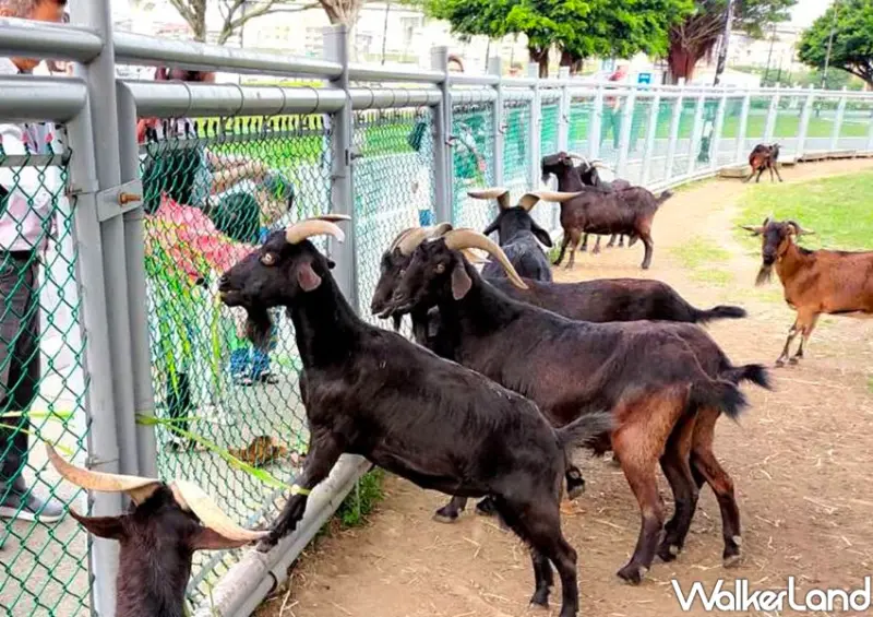 三重荷花公園「杜鵑花牆」 / WalkerLand窩客島整理提供 未經許可不可轉載