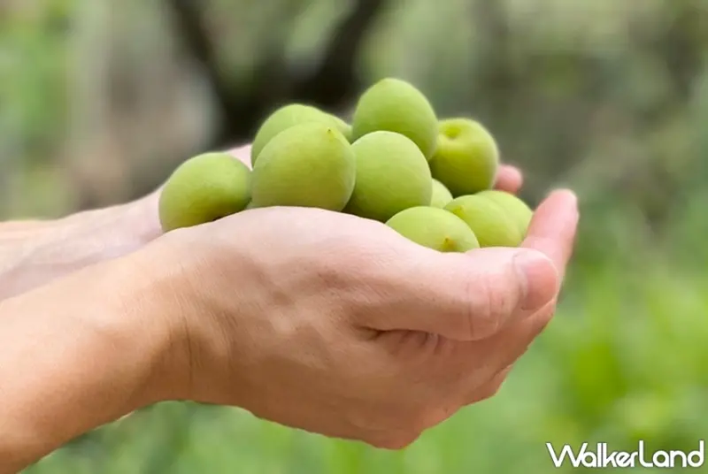 迷客夏 / WalkerLand窩客島提供 未經許可，不得轉載