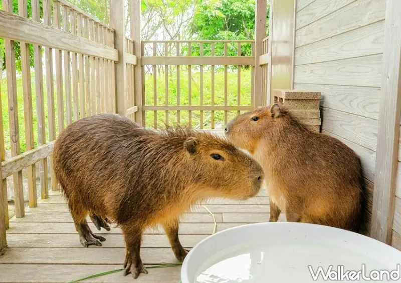 宜蘭綠舞「羊駝、水豚、刺蝟區」/ WalkerLand窩客島整理提供 未經許可不可轉載