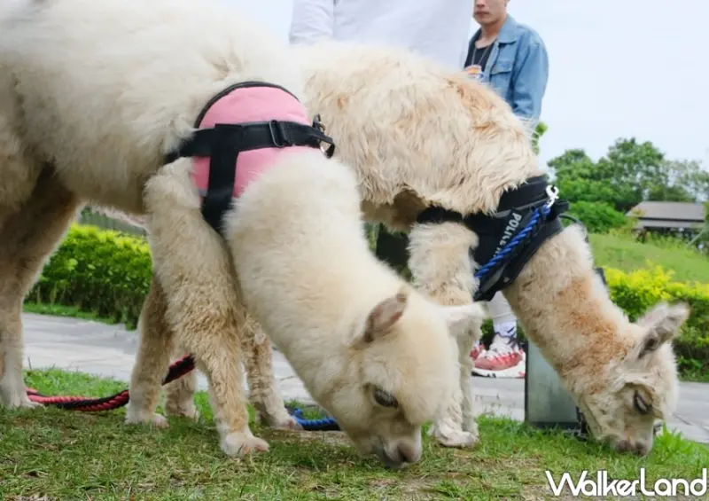 宜蘭綠舞「羊駝、水豚、刺蝟區」/ WalkerLand窩客島整理提供 未經許可不可轉載