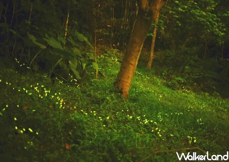 台北捷運賞螢「虎山自然步道、大安森林公園、榮星花園及木柵公園」 / WalkerLand窩客島整理提供 未經許可不可轉載