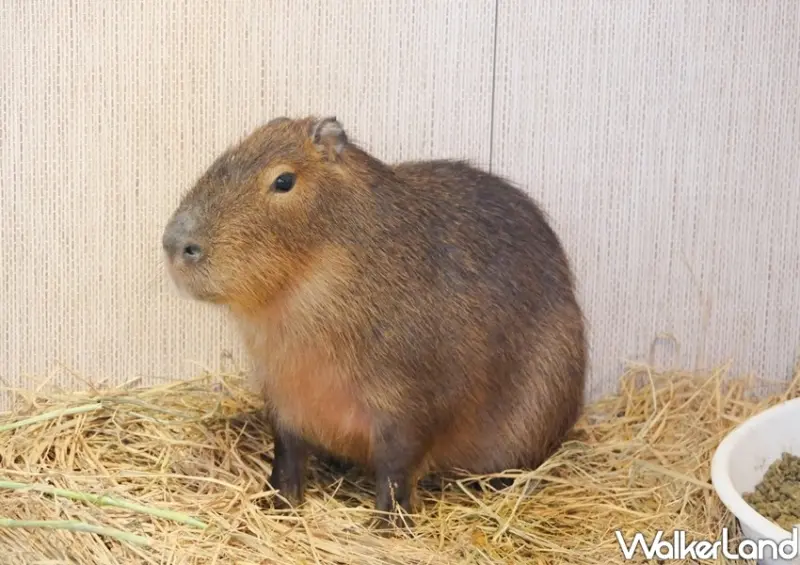 宜蘭綠舞「羊駝、水豚、刺蝟區」/ WalkerLand窩客島整理提供 未經許可不可轉載