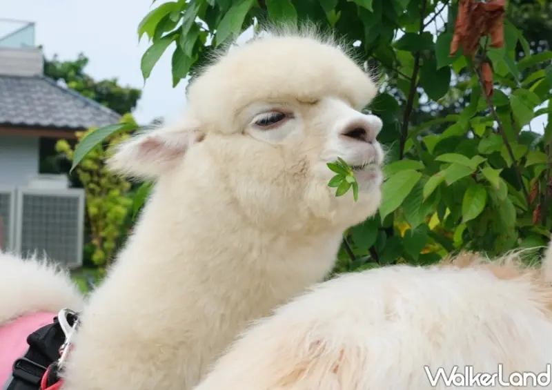 宜蘭綠舞「羊駝、水豚、刺蝟區」/ WalkerLand窩客島整理提供 未經許可不可轉載
