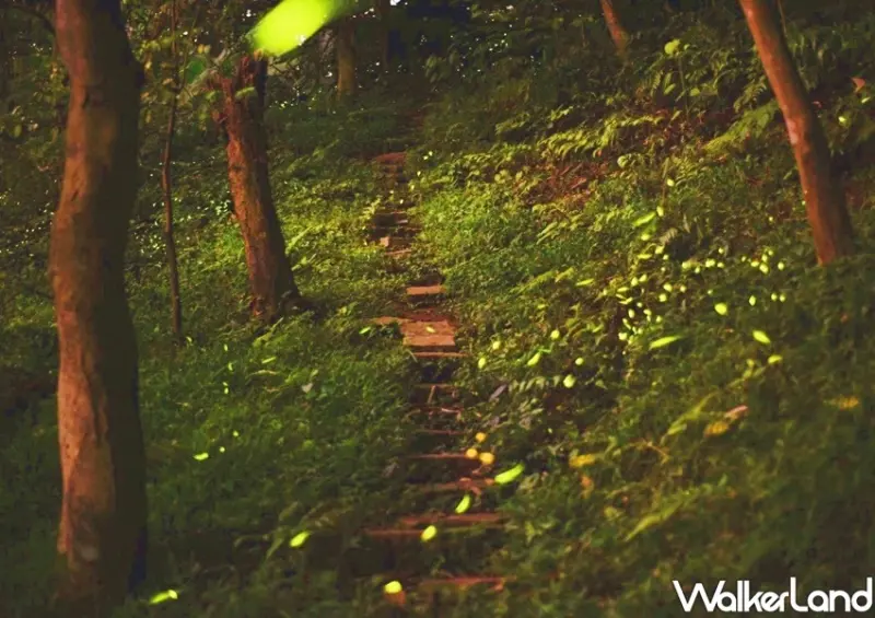 台北捷運賞螢「虎山自然步道、大安森林公園、榮星花園及木柵公園」 / WalkerLand窩客島整理提供 未經許可不可轉載