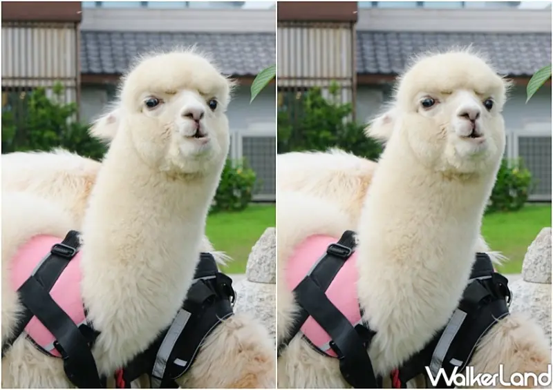 宜蘭綠舞「羊駝、水豚、刺蝟區」/ WalkerLand窩客島整理提供 未經許可不可轉載