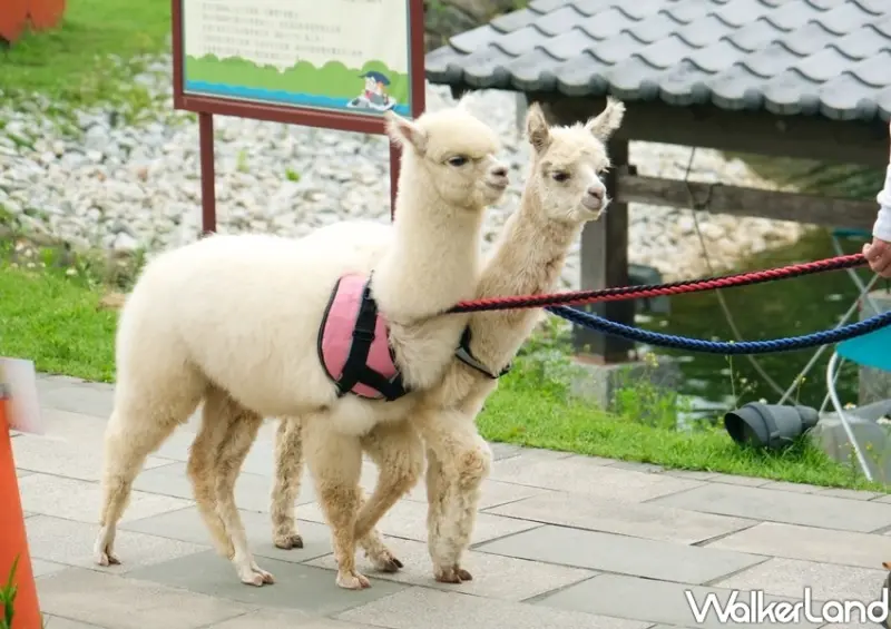 宜蘭綠舞「羊駝、水豚、刺蝟區」/ WalkerLand窩客島整理提供 未經許可不可轉載