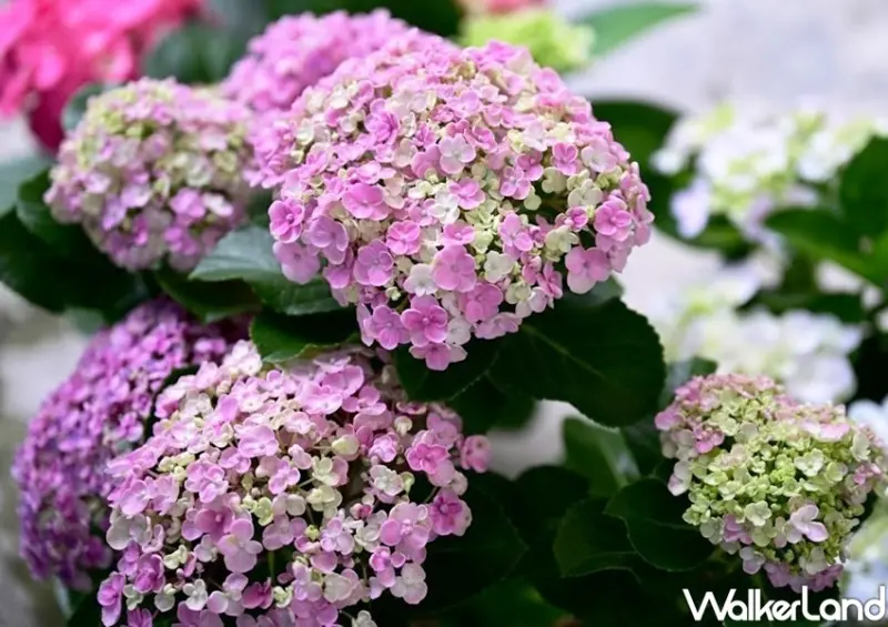 桃園繡球花季 / WalkerLand窩客島整理提供 未經許可不可轉載