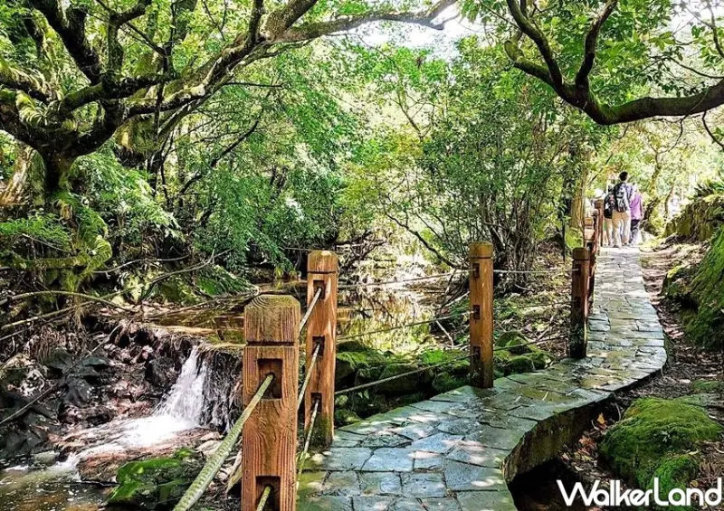 竹子湖繡球花季 / WalkerLand窩客島整理提供 未經許可不可轉載