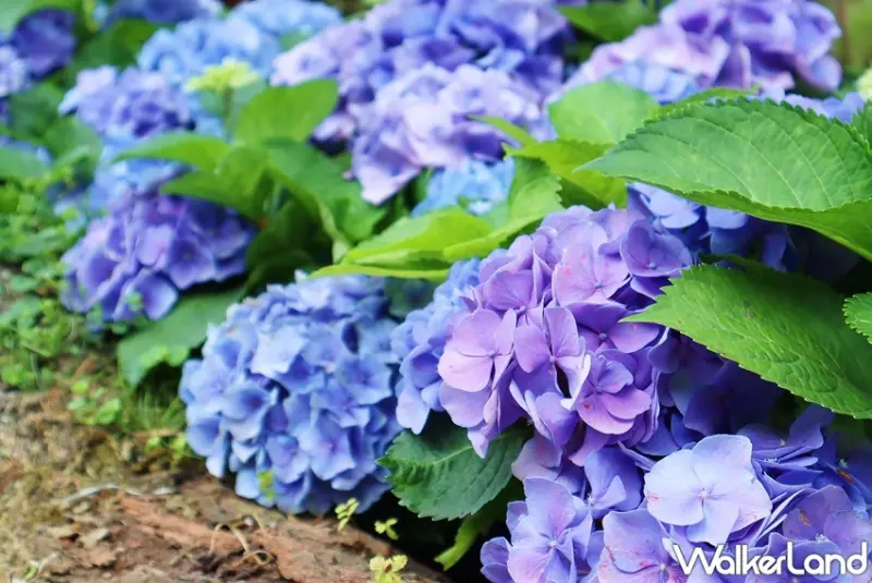 薰衣草森林 「詩與花見」繡球花季 / WalkerLand窩客島提供 未經許可，不得轉載