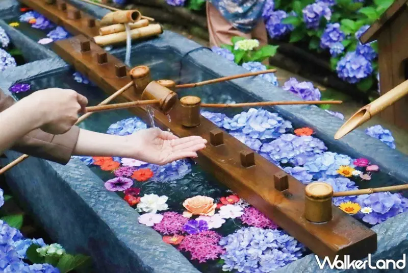 薰衣草森林 「詩與花見」繡球花季 / WalkerLand窩客島提供 未經許可，不得轉載