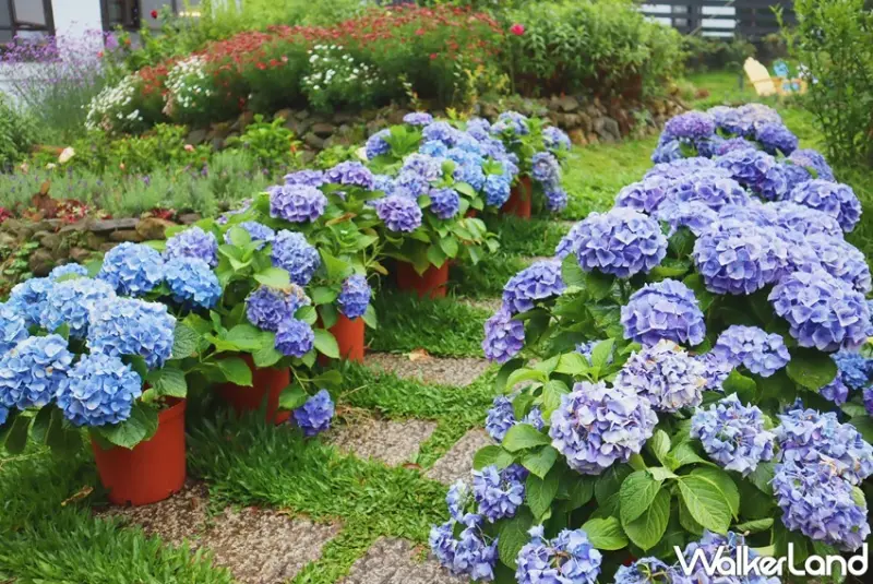 薰衣草森林 「詩與花見」繡球花季 / WalkerLand窩客島提供 未經許可，不得轉載