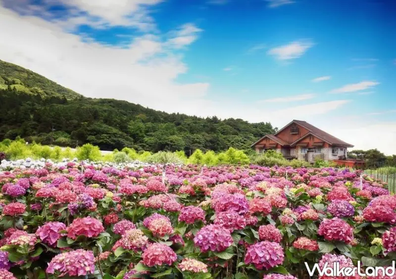 竹子湖繡球花季 / WalkerLand窩客島整理提供 未經許可不可轉載