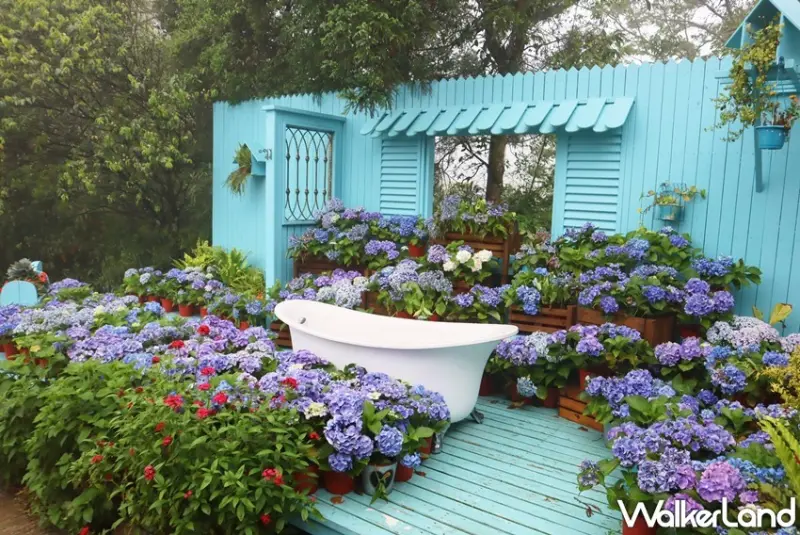 薰衣草森林 「詩與花見」繡球花季 / WalkerLand窩客島提供 未經許可，不得轉載