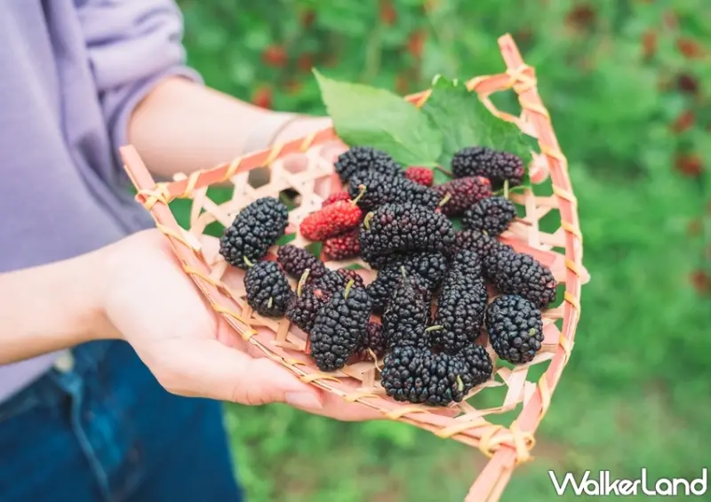 迷客夏 桑葚庫莉系列 / WalkerLand窩客島整理提供 未經許可，不得轉載
