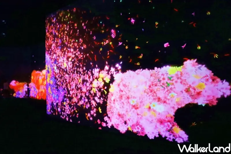 teamLab未來遊樂園&與花共生的動物們 / WalkerLand窩客島提供 未經許可，不得轉載