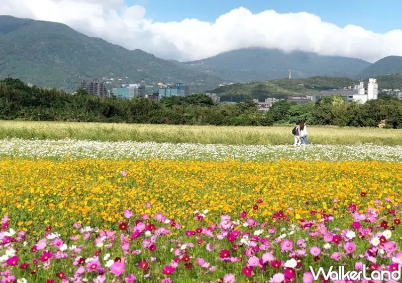 關渡秘境花海 / WalkerLand窩客島整理提供 未經許可不可轉載